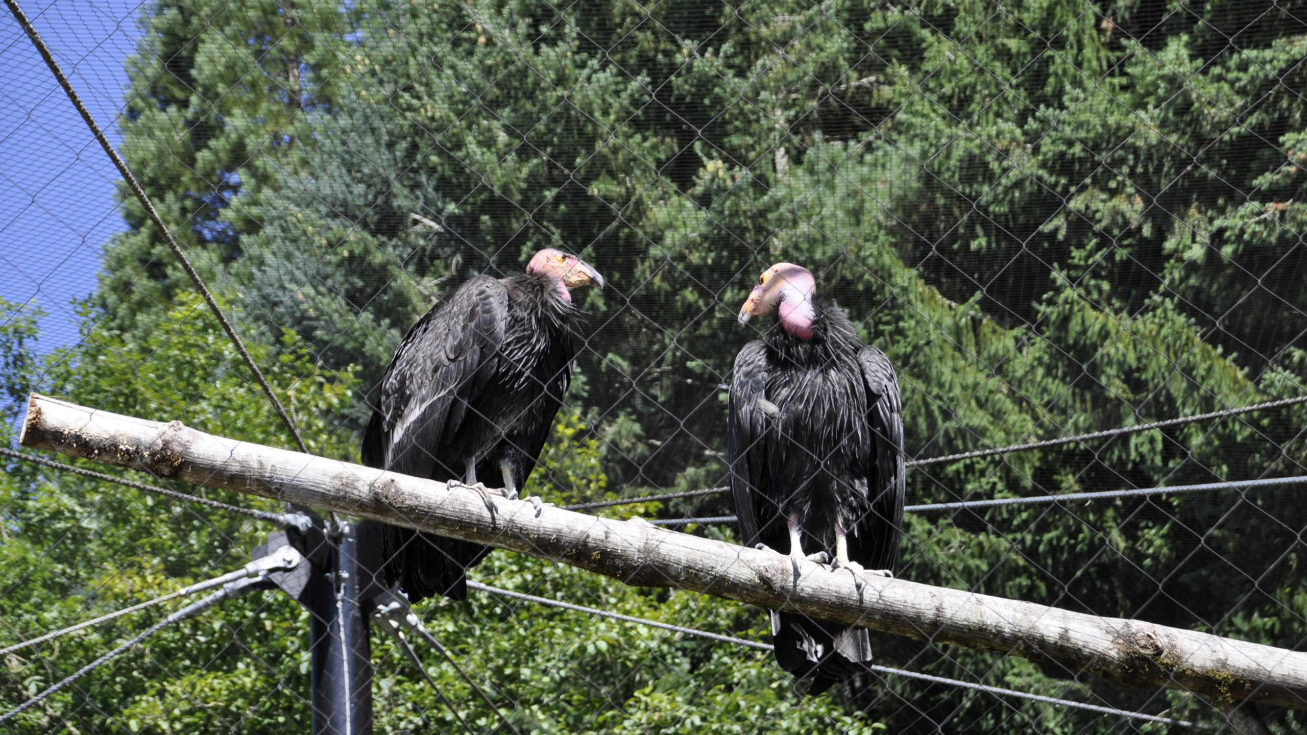 Oregon Zoo Condors of the Columbia | Image 4/17