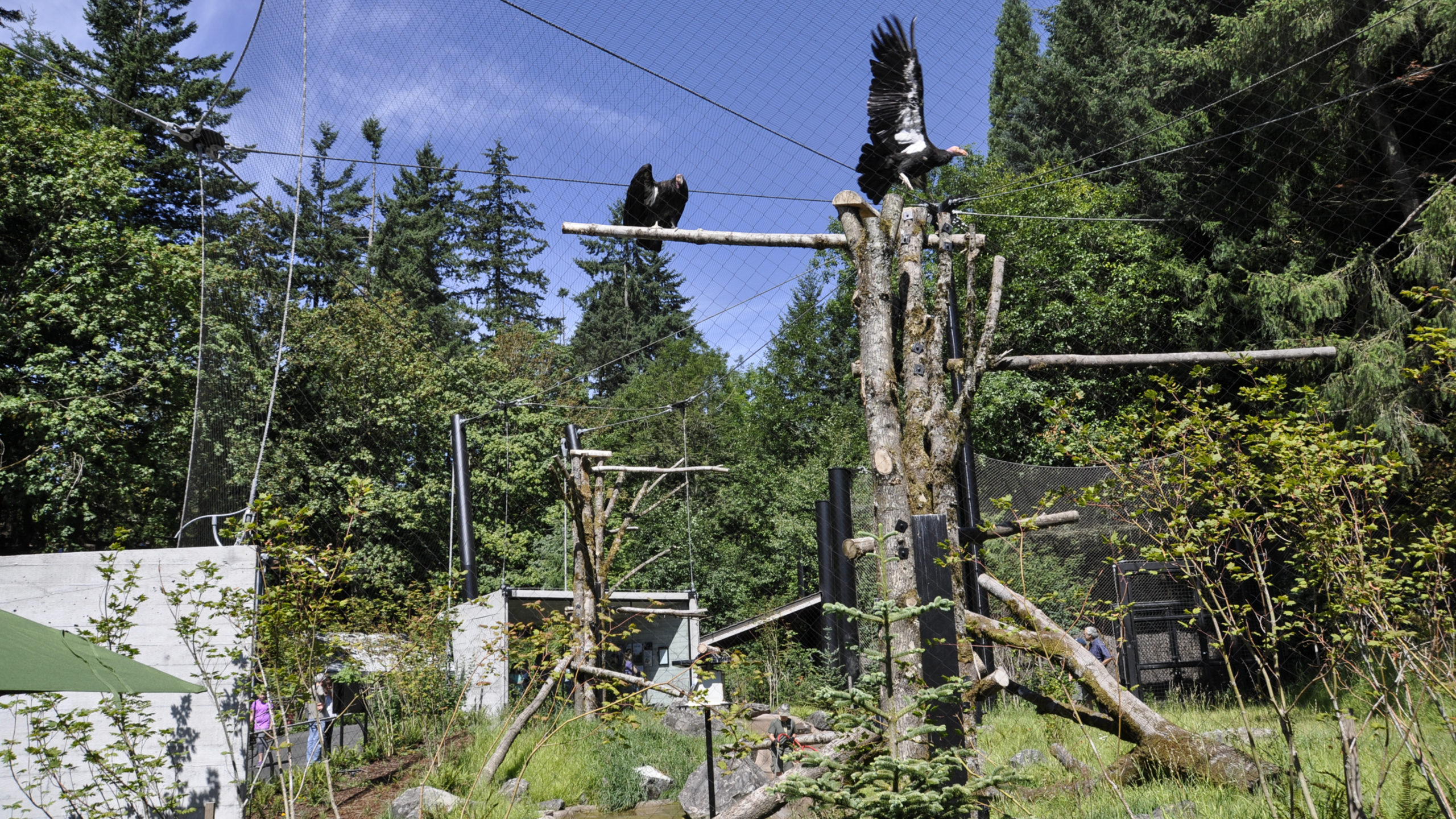 Oregon Zoo Condors of the Columbia | Image 7/17