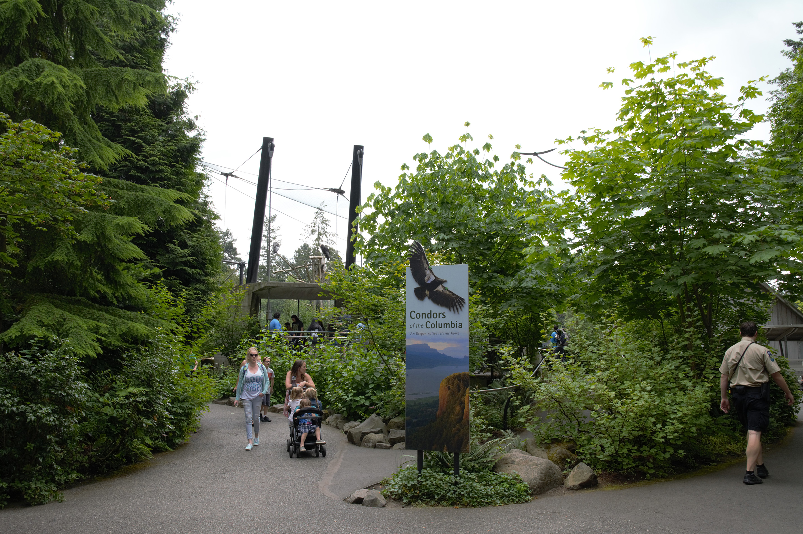 Oregon Zoo Condors of the Columbia | Image 12/17