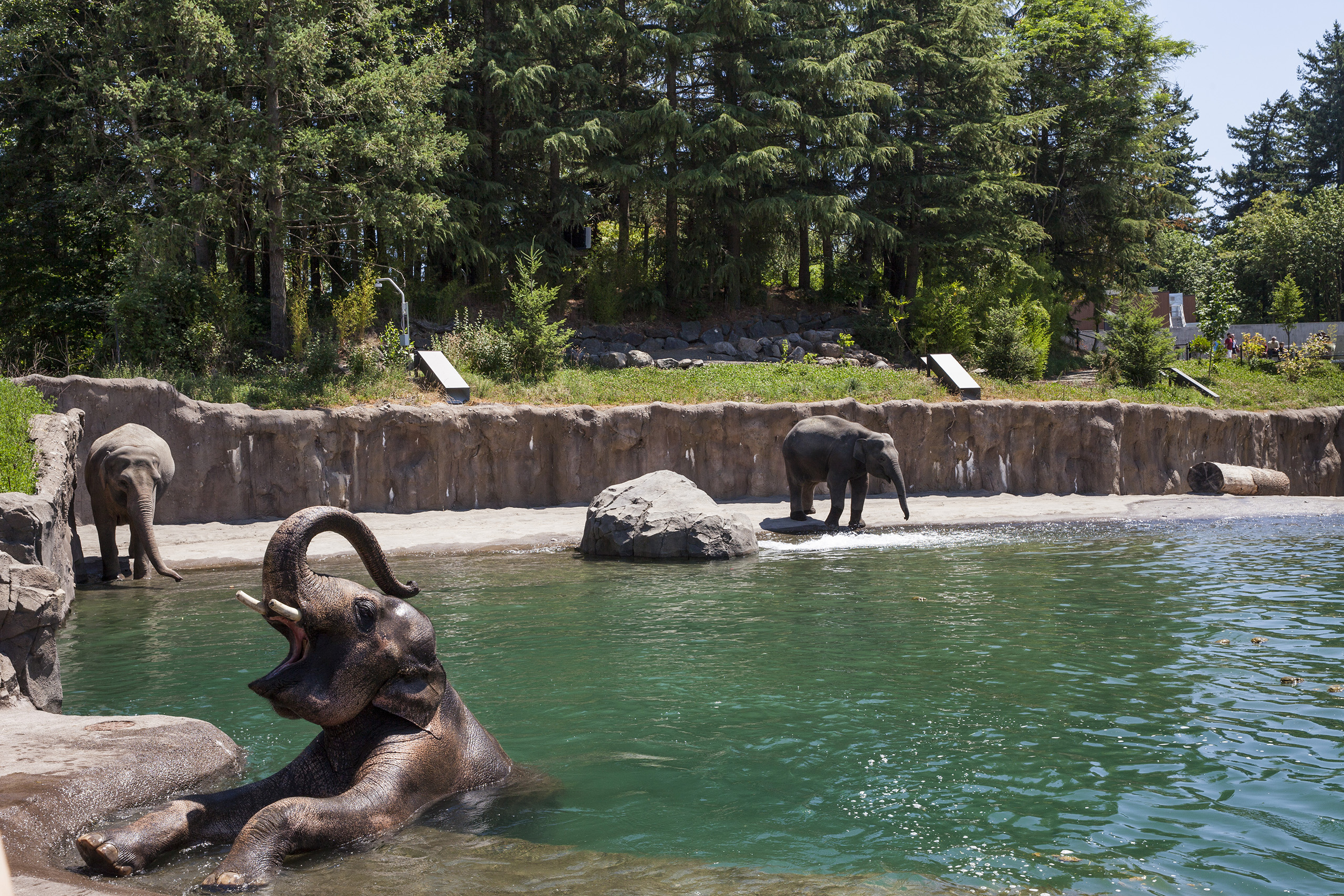 Oregon Zoo Elephant Lands | Image 7/21