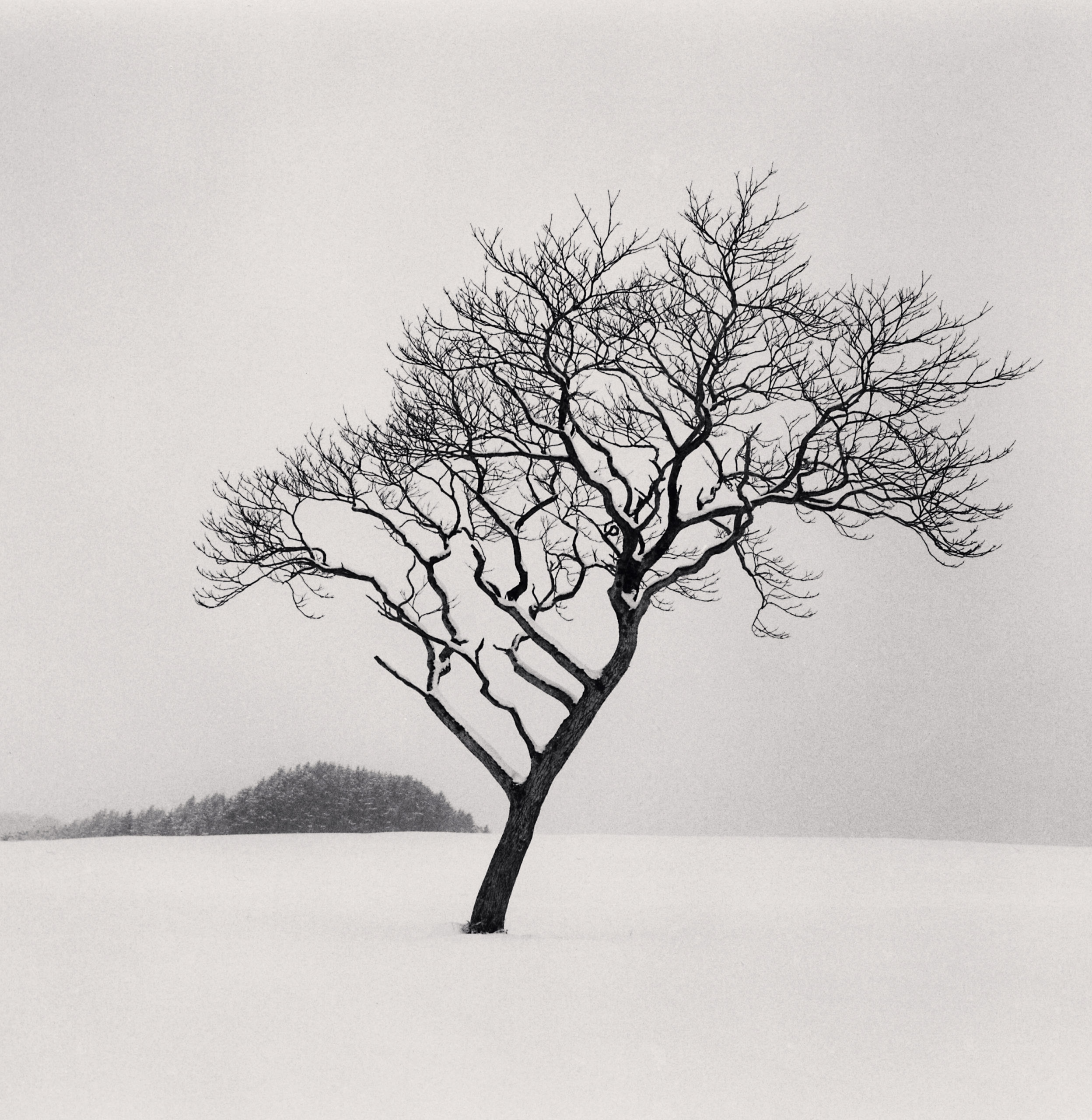TREES 1973-2023 | 50 photographs by Michael Kenna | Image 1/3