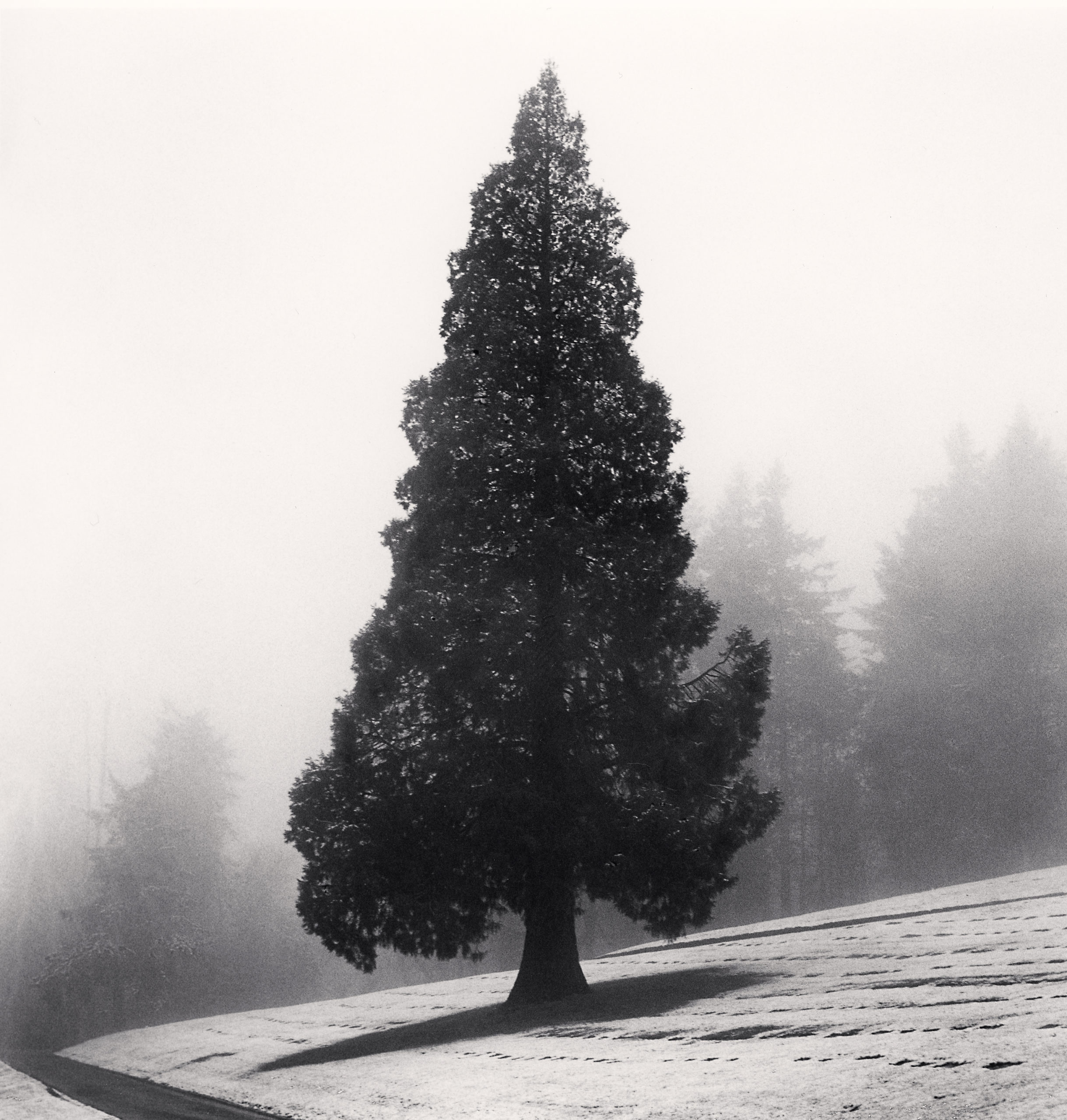 TREES 1973-2023 | 50 photographs by Michael Kenna | Image 2/3