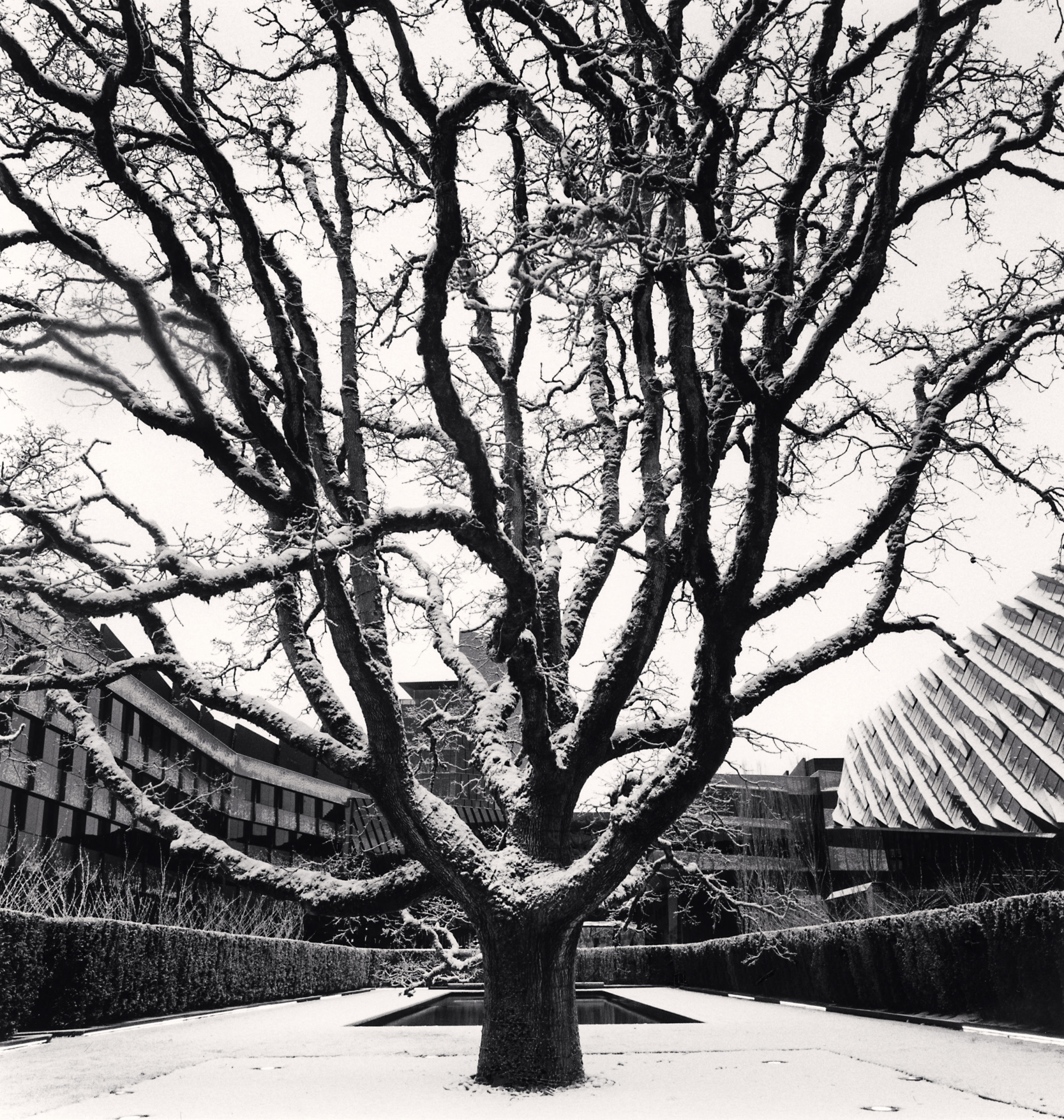 TREES 1973-2023 | 50 photographs by Michael Kenna | Image 3/3