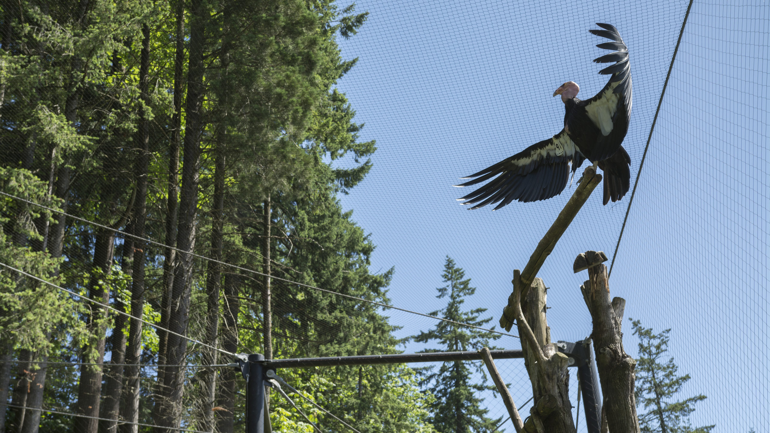 Oregon Zoo Condors of the Columbia | Image 8/17
