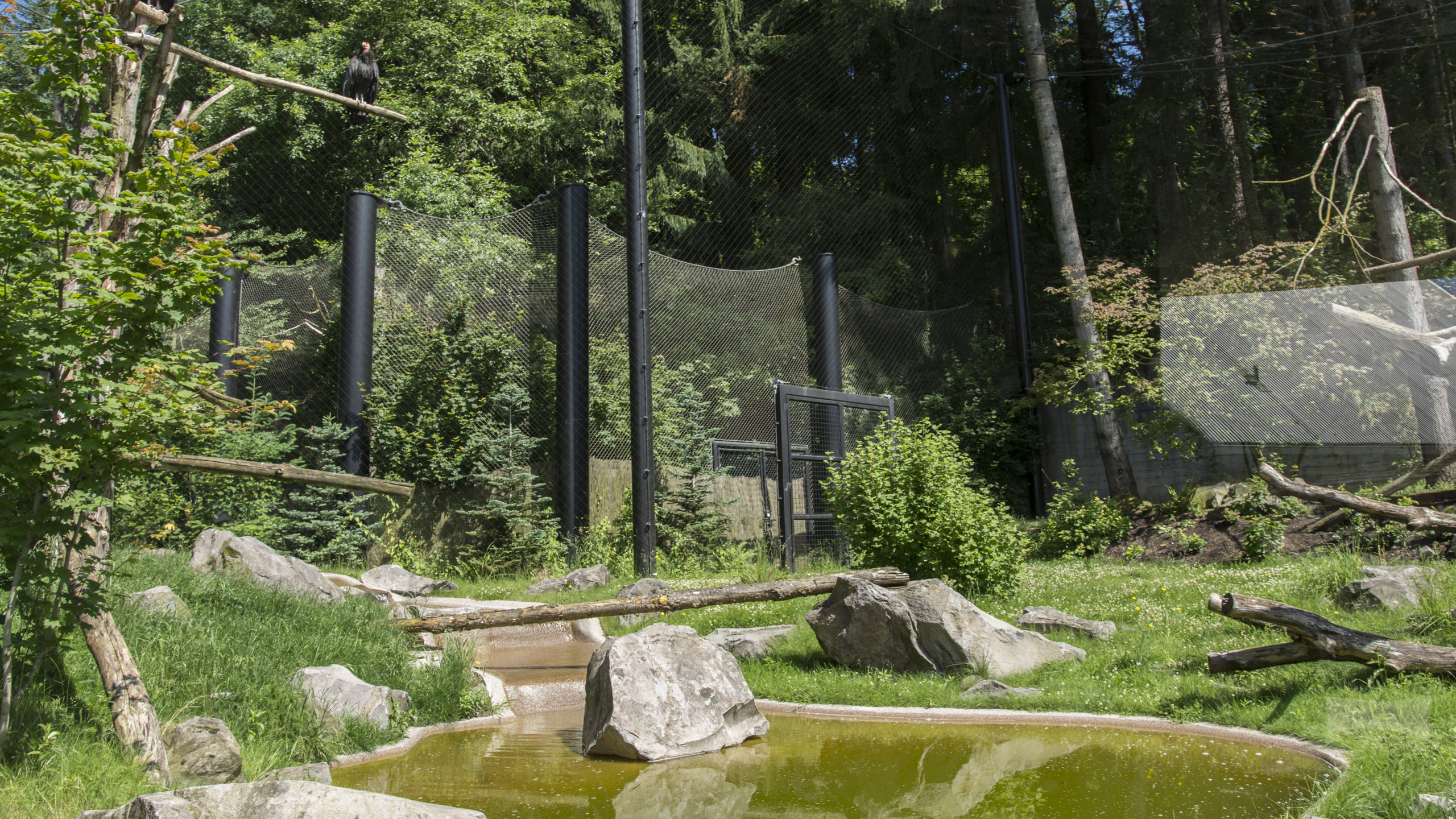 Oregon Zoo Condors of the Columbia | Image 9/17